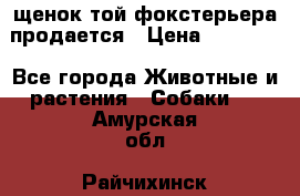щенок той-фокстерьера продается › Цена ­ 25 000 - Все города Животные и растения » Собаки   . Амурская обл.,Райчихинск г.